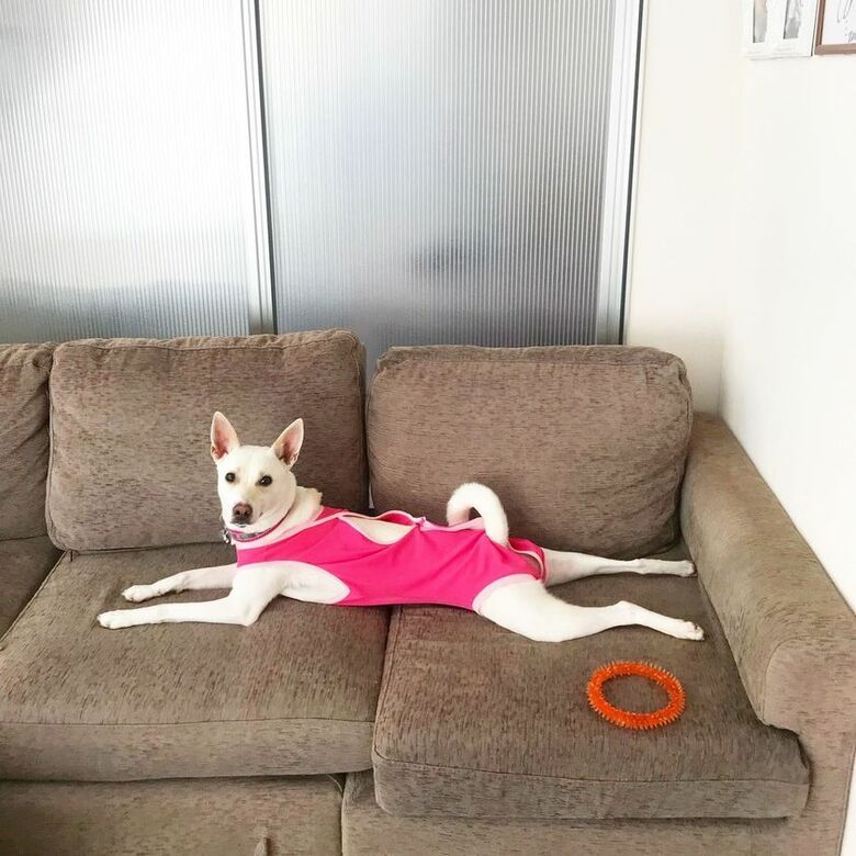 提供：柴犬ハル&雑種すずさん