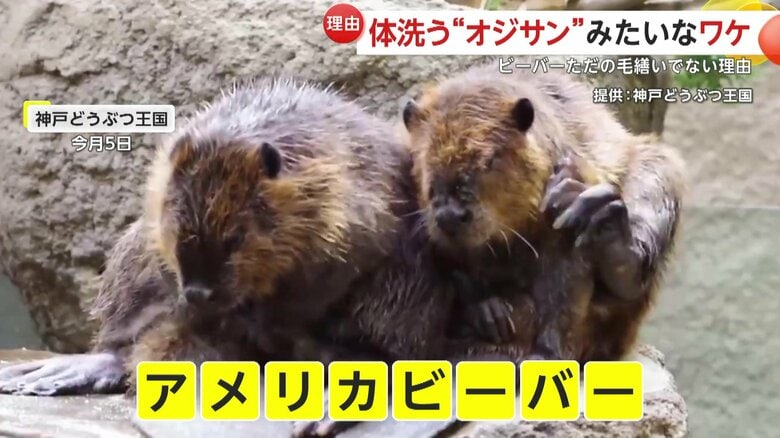 2匹並んで毛繕いをするアメリカビーバー（5日、兵庫・神戸の「神戸どうぶつ王国」）