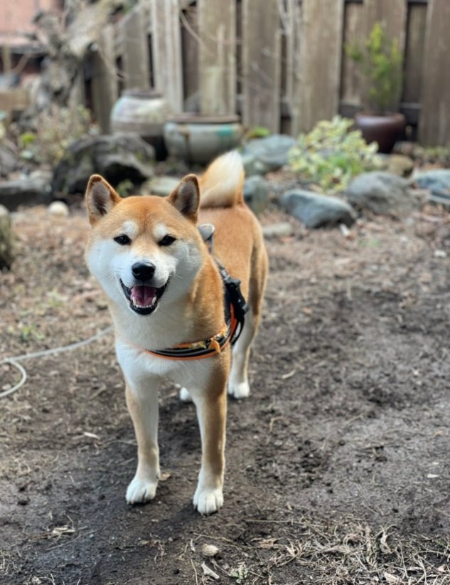 現在のミコシくん。立派な柴犬スタイルに…