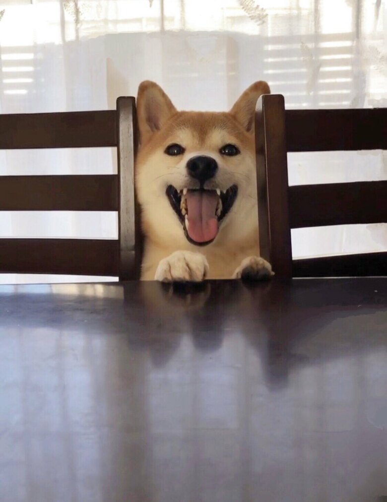 提供：柴犬ももさん