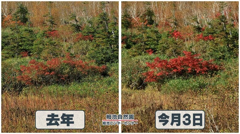 2023年の方が深みのある赤に色づいているのが分かる