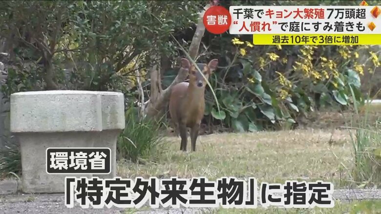 環境省は特定外来生物に指定
