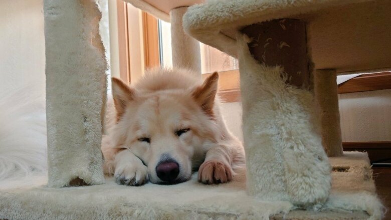 キャットタワーならぬワンコタワー