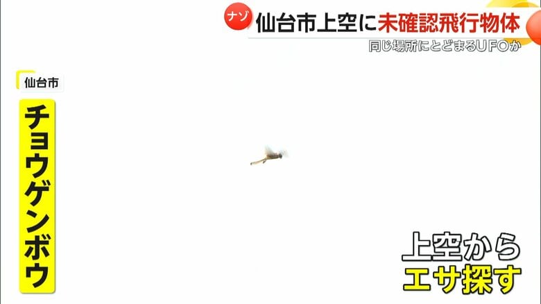 飛行物体の正体は「チョウゲンボウ」
