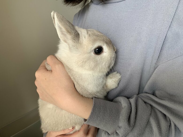 ミロくん（提供：うさぎと暮らしと。さん）