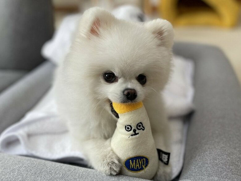 マヨネーズのオモチャで遊んでいる