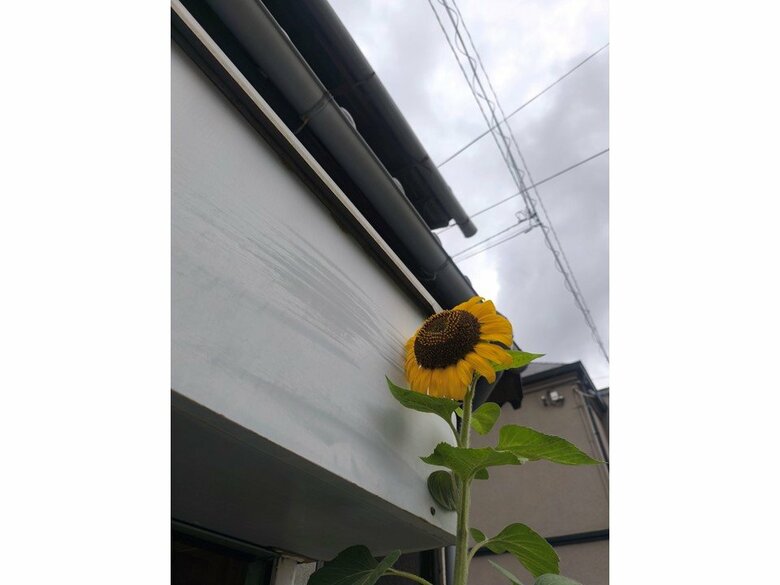 すくすく育ちました