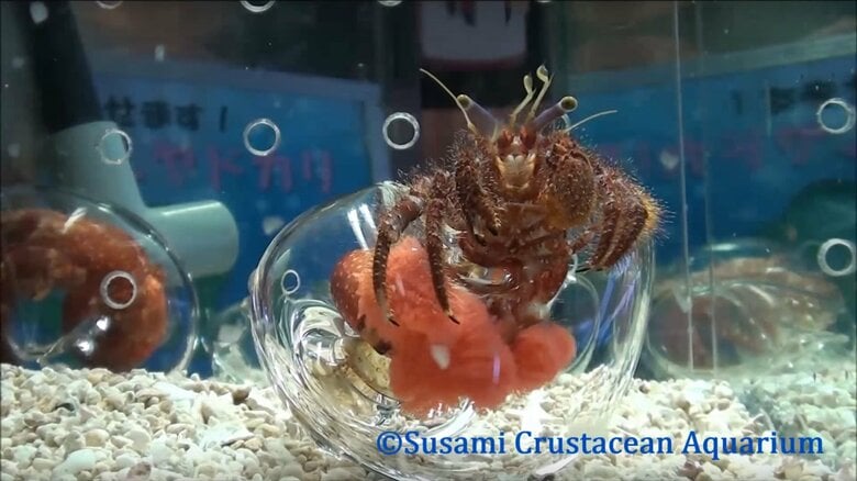 ピンク色に見えるのが卵。貝殻に守られている