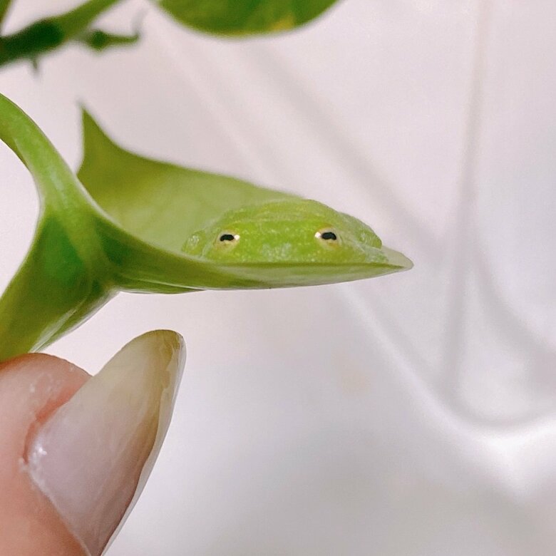 葉っぱを裏返すと、葉に溶け込むように見えるカエル