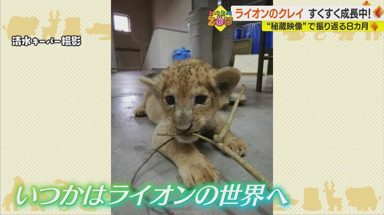 清水キーパー撮影