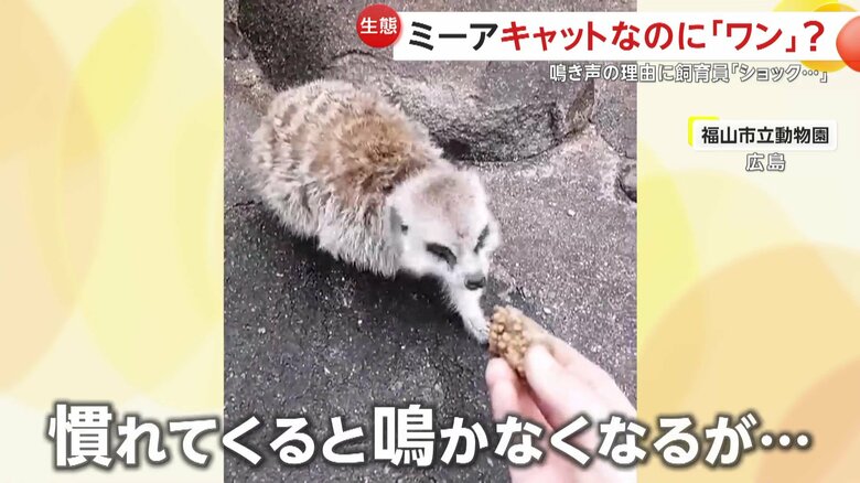 警戒心に慣れてくると飛行機などには、次第に鳴かなくなっていくミーアキャット