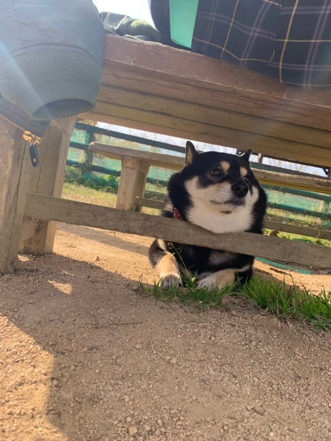 ドッグランで走らずのんびりなたろうくん