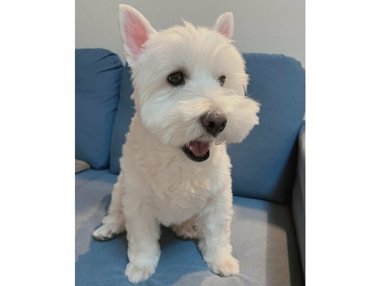 歯磨き待ちで「あーん」するブレアちゃん