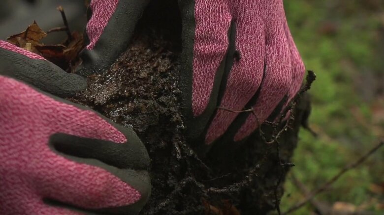 腐葉土を絞ると大量の水が流れ出た
