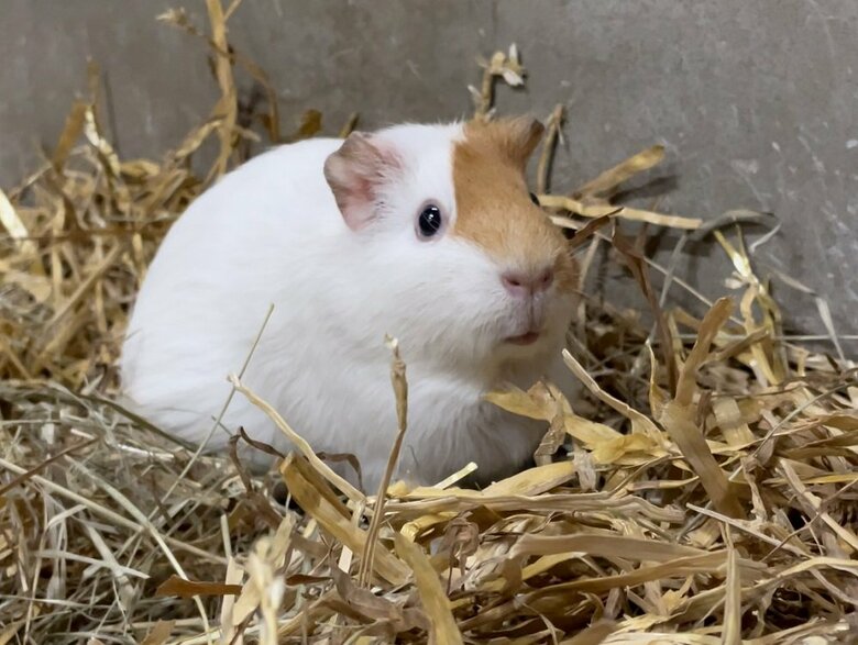 （提供：おびひろ動物園）