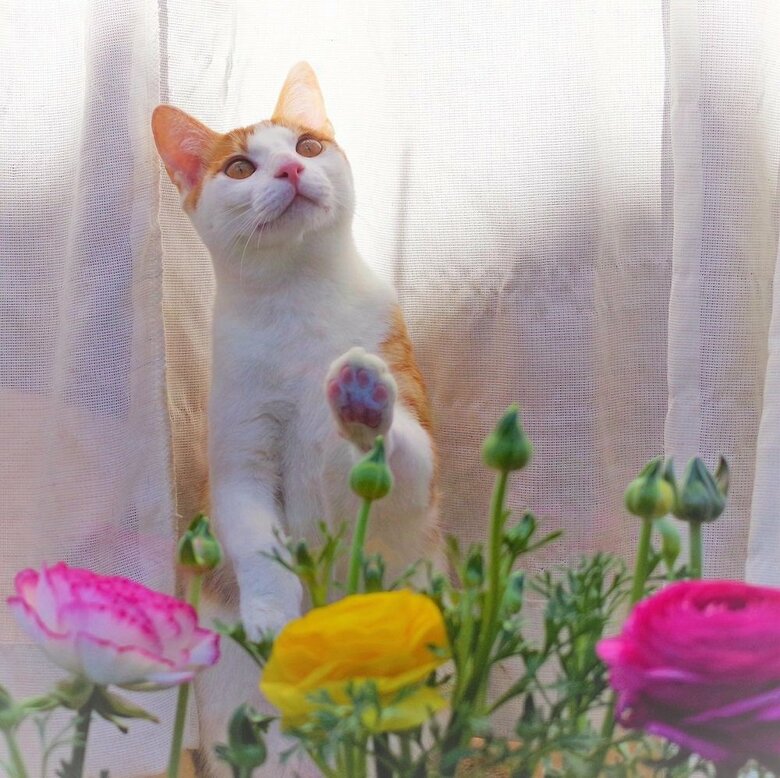 春を首を長くして待つ