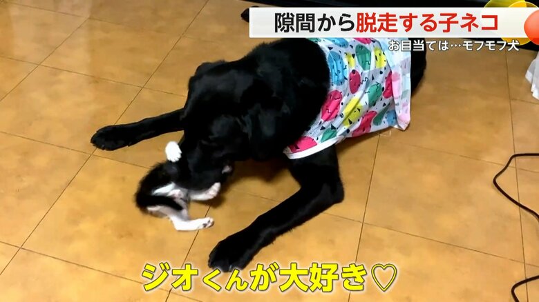 ジオくんのことが大好きな元気いっぱいなアミくん