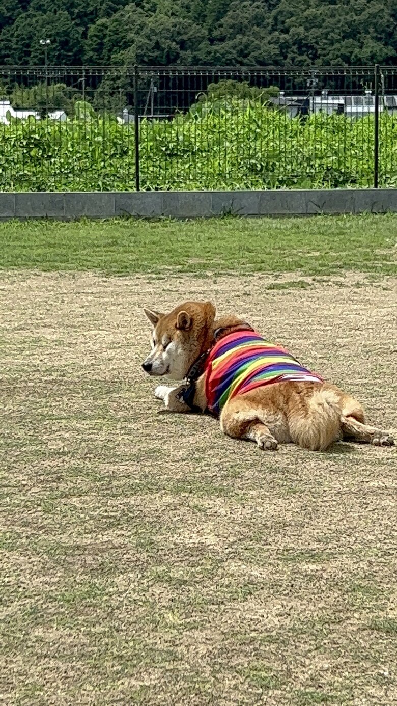 提供：柴リアンハスキーもちごめ兄弟さん