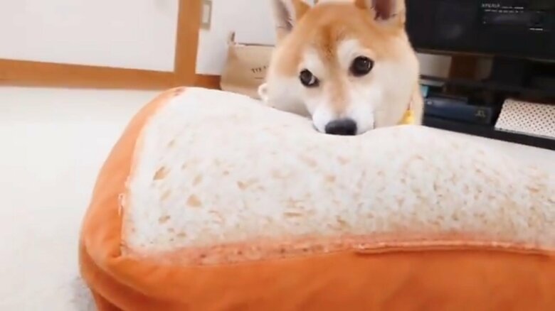 食パンクッション