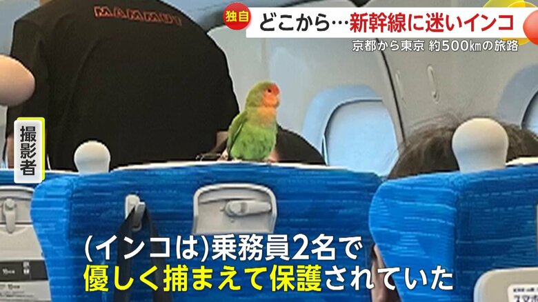 京都駅から乗り込んですぐに乗務員2人が捕獲した“迷いインコ”