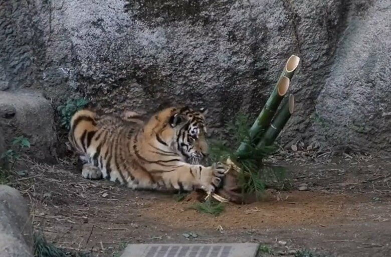 そこからのパンチ