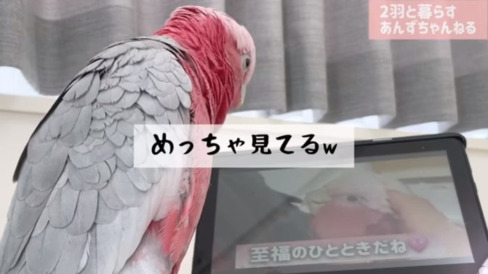 動画の中のパパにも釘付け