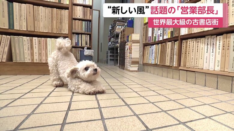 伸びをするししまる