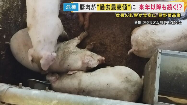 ぐったりとした豚