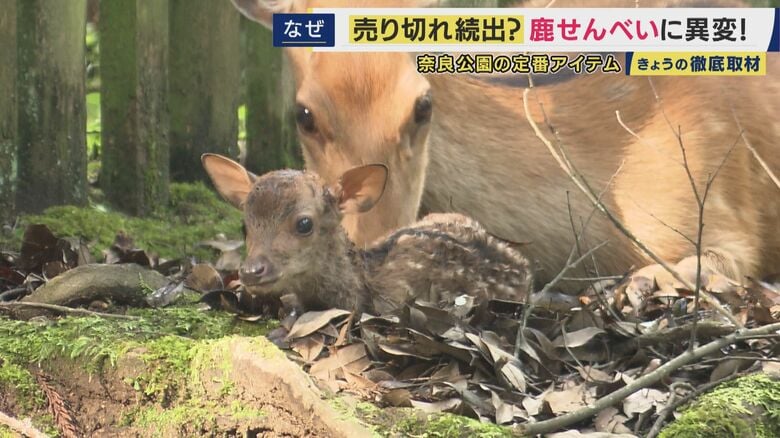 シカの出産シーズン