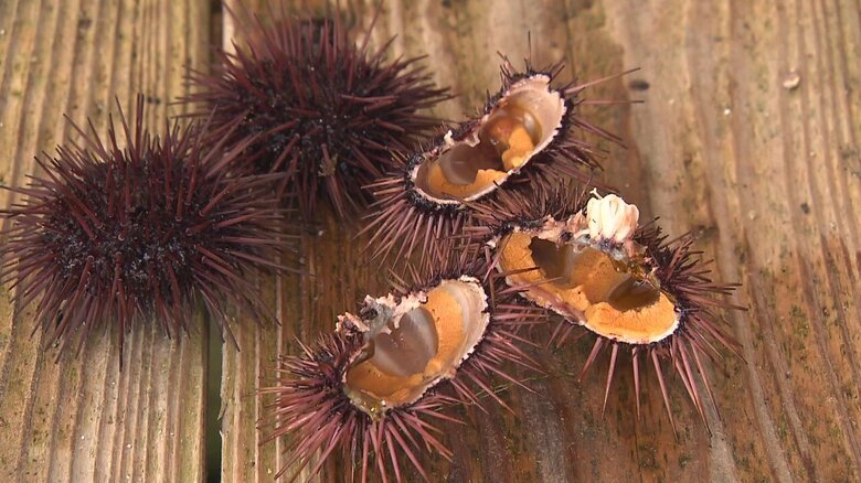 荒波で育ったウニは身が引き締まり天然に近い味になる