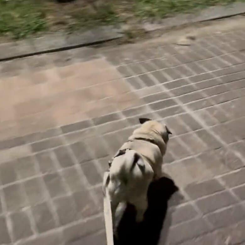 実家に向かおうとすると、軽やかに歩き出した