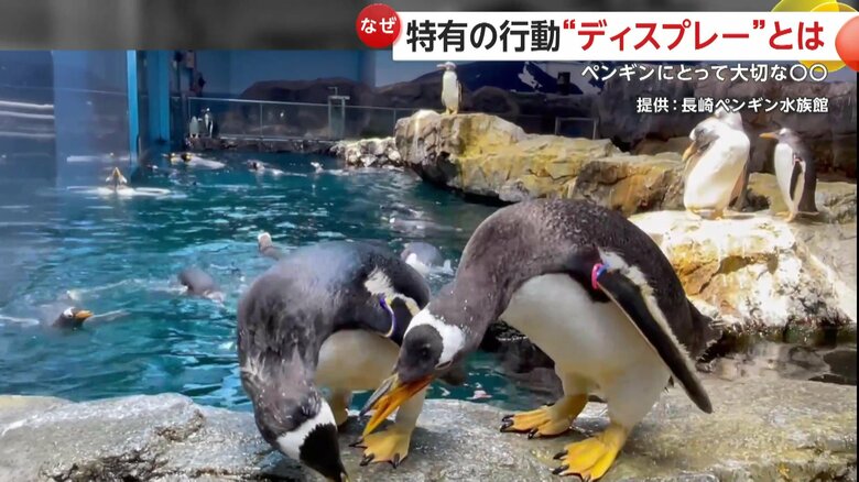 おじぎをしていた恋人同士のペンギン