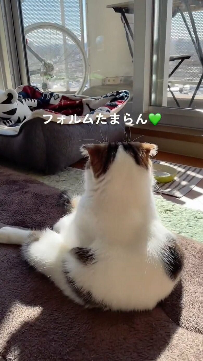 ひなたぼっこ中のこうしちゃん