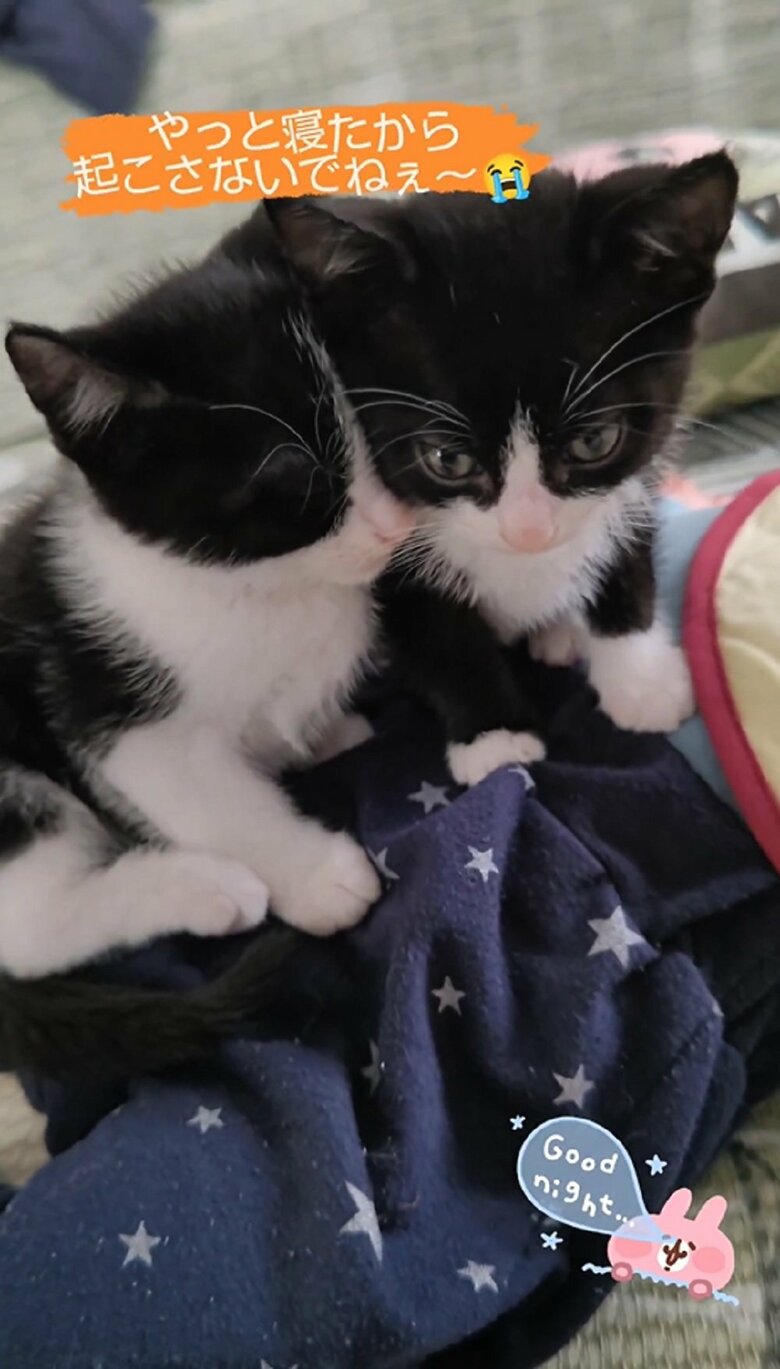 2匹の子猫も蓮慈くんの上が快適な様子　くつろいでいた