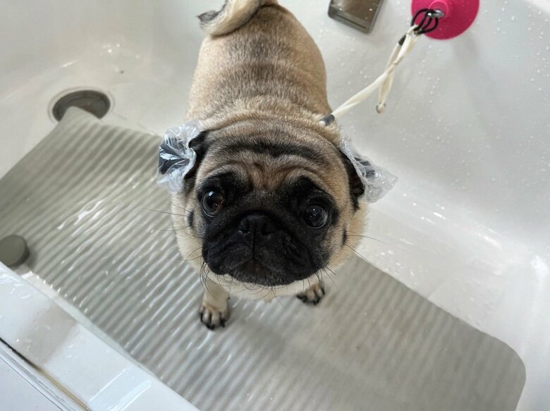 シャンプー中（提供：よこむすびさん）