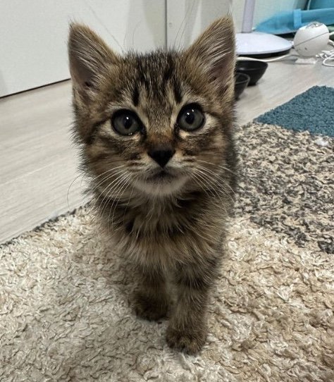 ティラミスくん（提供：たーにゃ。さん）