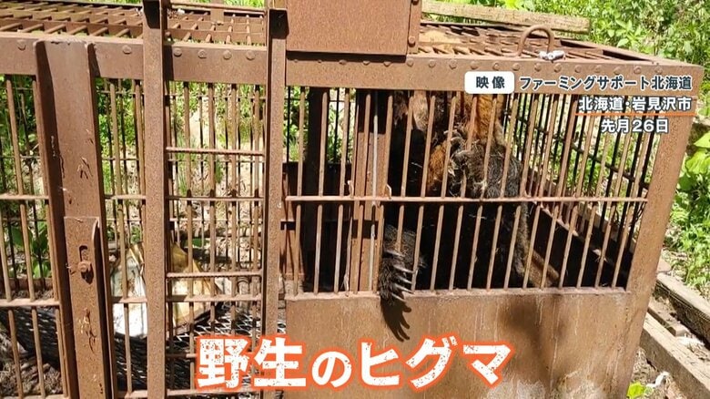 (檻の中に入っていた野生のヒグマ)