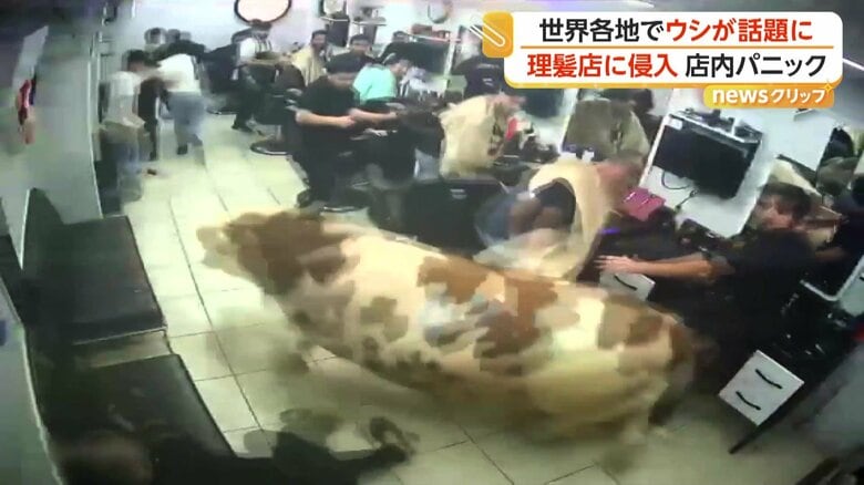 椅子などをなぎ倒し、店を後にしたウシ
