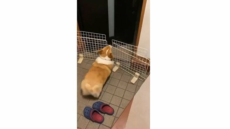 お尻をフリフリ全力でお出迎え