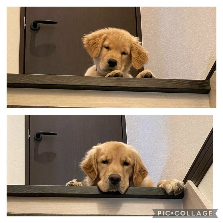 お出迎えは小さなころから変わらないが…