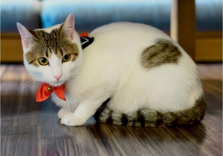 ご飯をモリモリ食べ急成長中 バイトのはっさくくん