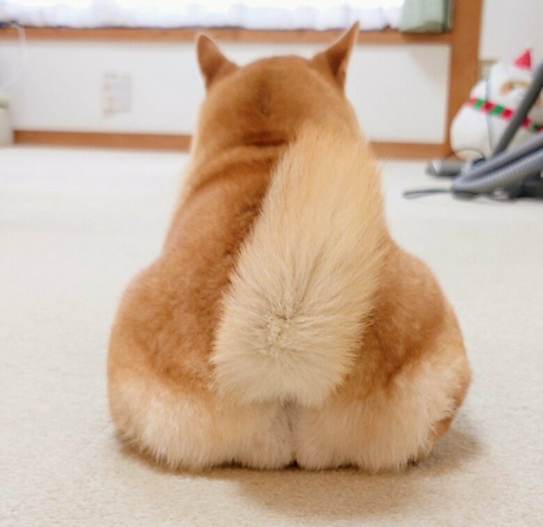 提供：柴犬チャーミーさん