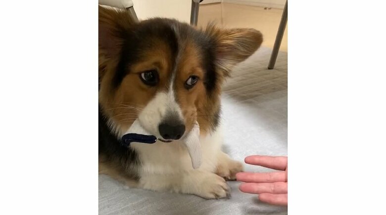 軍手を“泥棒”　たいゆうるーくさんが手を差し出すと葛藤している