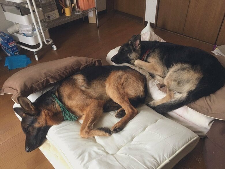 提供：Tobi and Bobiシェパード兄弟犬さん