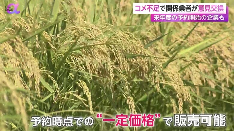 たわわに実った稲穂