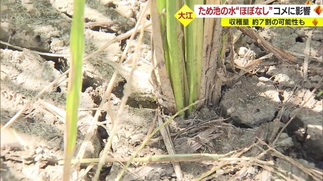 干上がったままの田んぼ