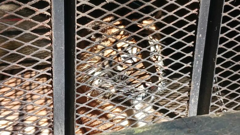 札幌市は残された動物の移動計画書の提出を求めている