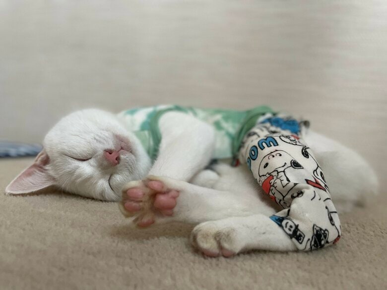 提供：しんばぷーさん