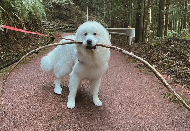 普段は甘えん坊でやんちゃな性格だという