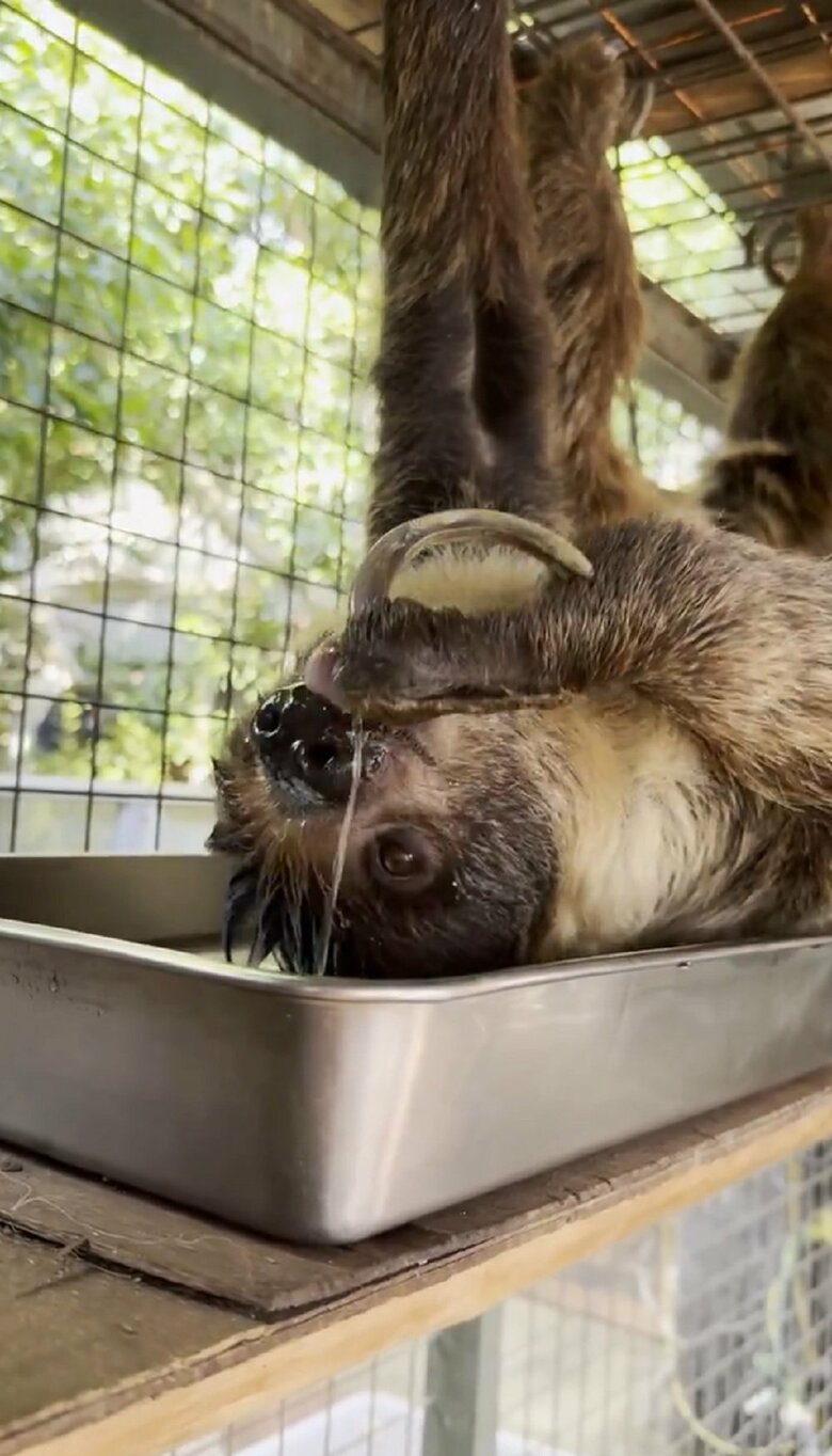 水をすくって（提供：神戸市立王子動物園）